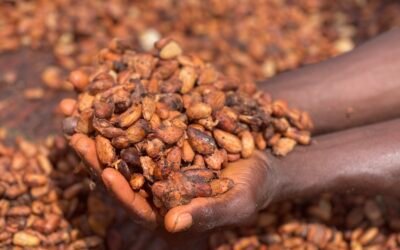 From Farm to Chocolate Bar: Tracing Sustainability through SafeCrop’s Value Chain Partnerships