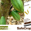 How SafeCrop Insights is solving traceability problems in Ghana’s Cocoa Sector