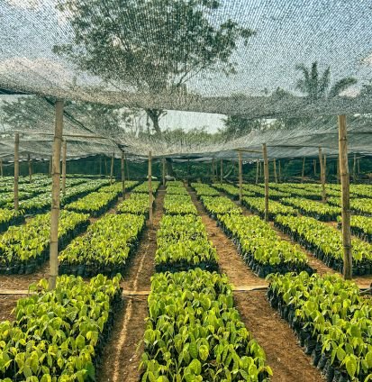 Cocoa Nursery