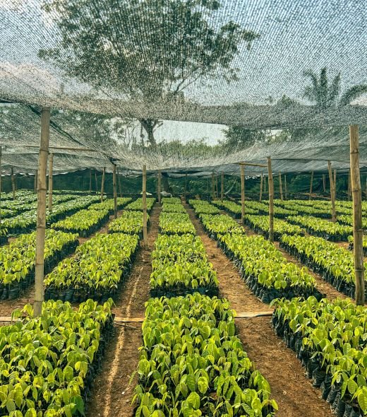 Cocoa Nursery